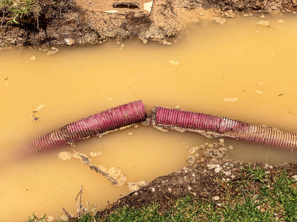 Best Professional water damage repair  in Sac City, IA